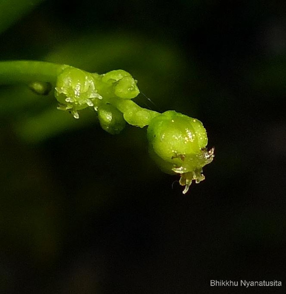 Micrococca oligandra (Müll.Arg.) Prain